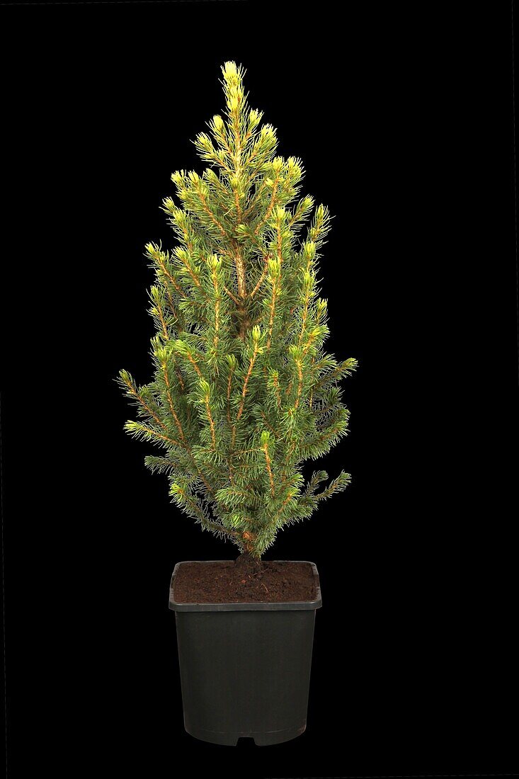 Picea glauca 'J.W. Daisy's White'