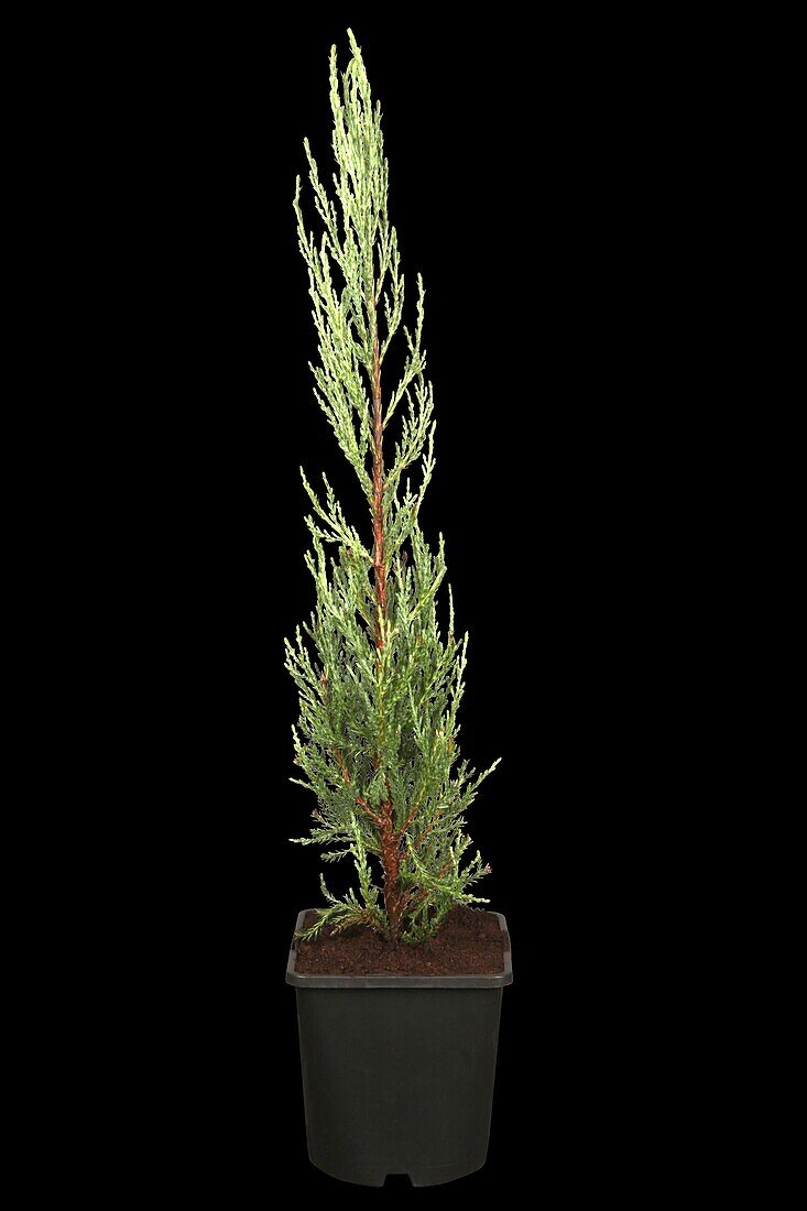 Juniperus virginiana 'Blue Arrow'