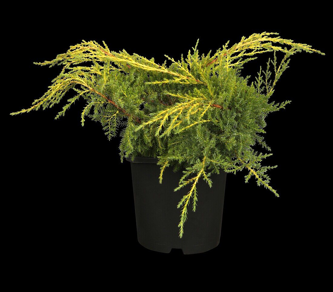 Juniperus x pfitzeriana 'Gold Star'