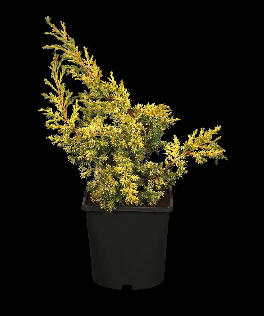 Juniperus chinensis Goldfern