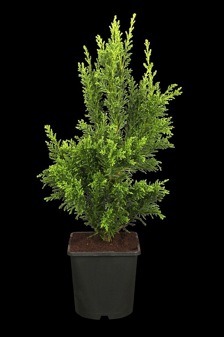 Chamaecyparis obtusa 'Drath'