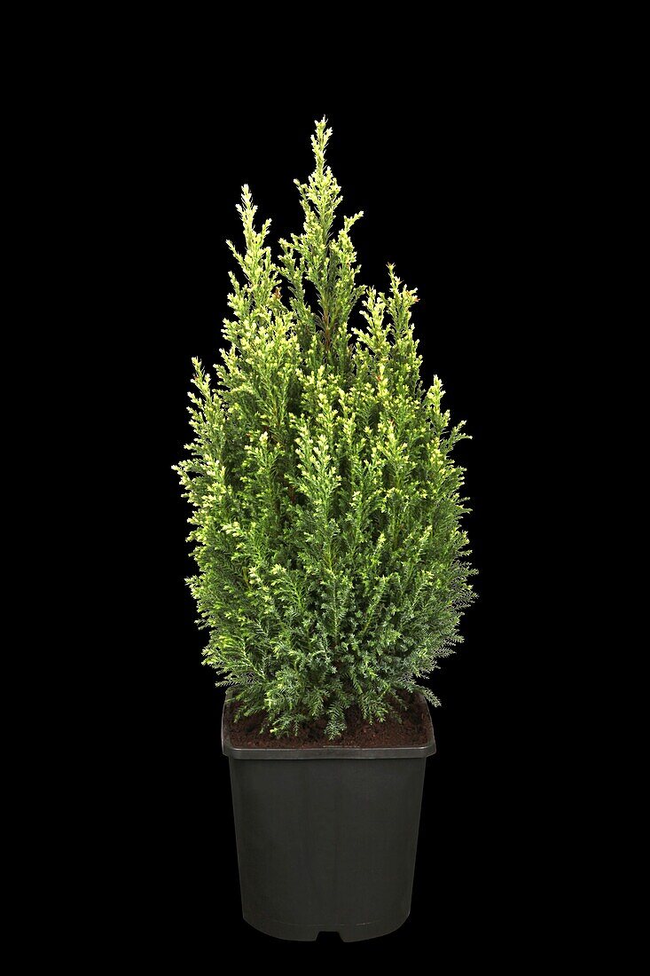 Chamaecyparis lawsoniana 'Snow White'®