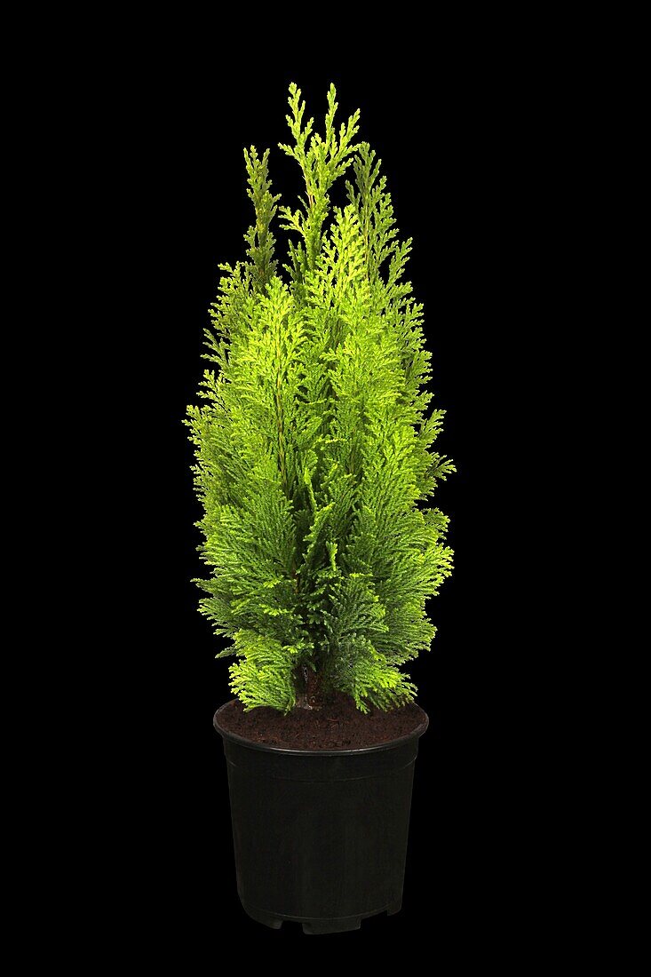 Chamaecyparis lawsoniana 'Ellwood´s Empire'