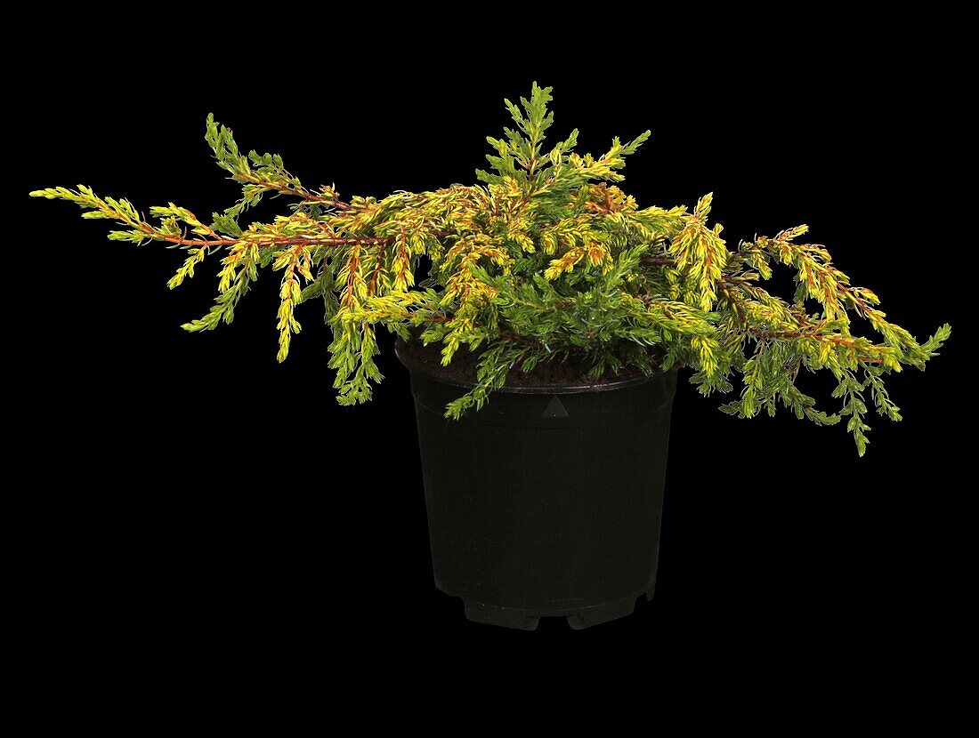 Juniperus communis 'Goldschatz' (Gold Treasure)