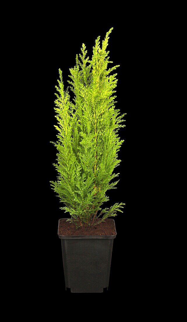 Chamaecyparis lawsoniana 'Ellwood's Gold'