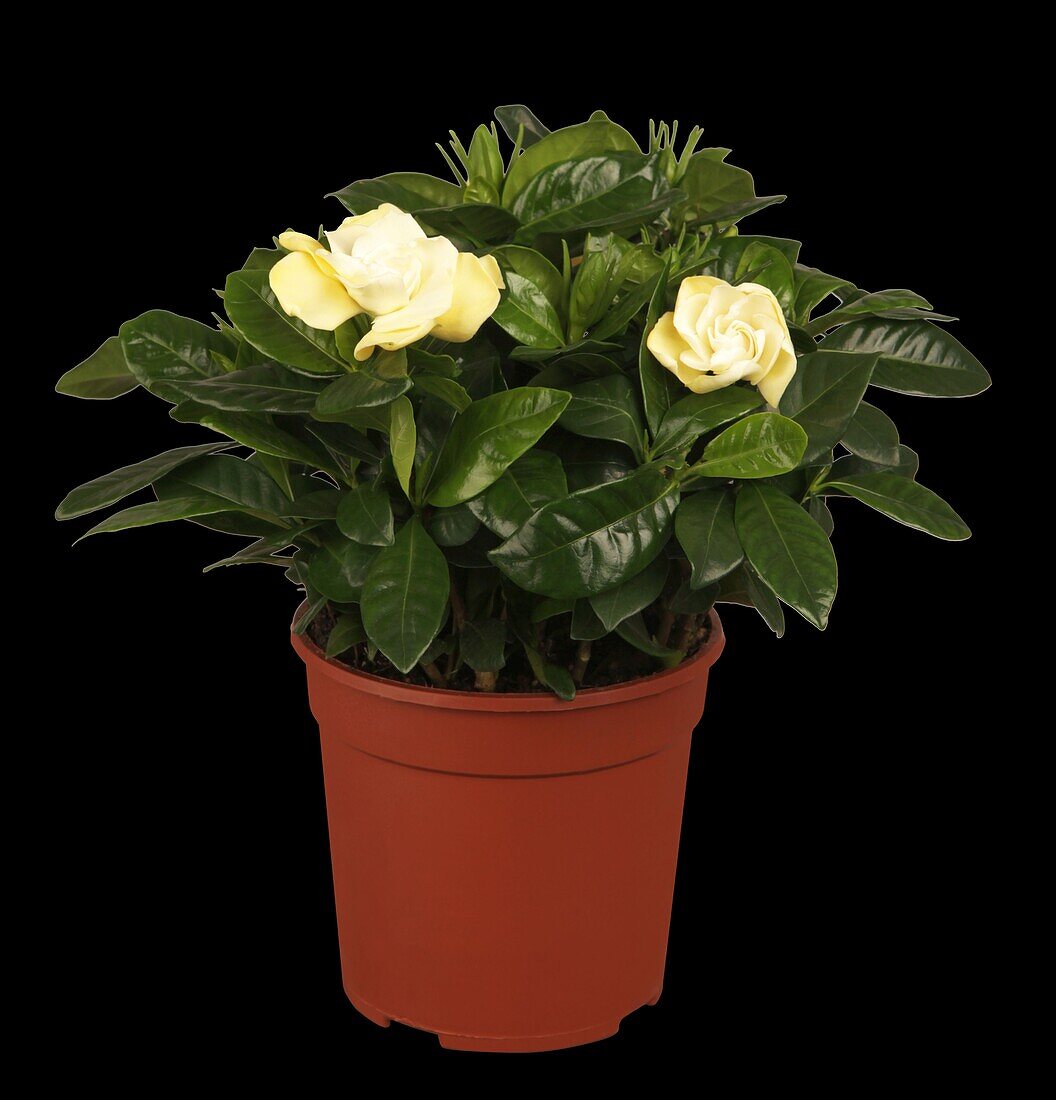 Gardenia jasminoides