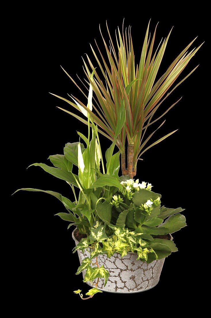 Kalanchoe blossfeldiana, Spathiphyllum, Herdera helix, Dracaena marginata