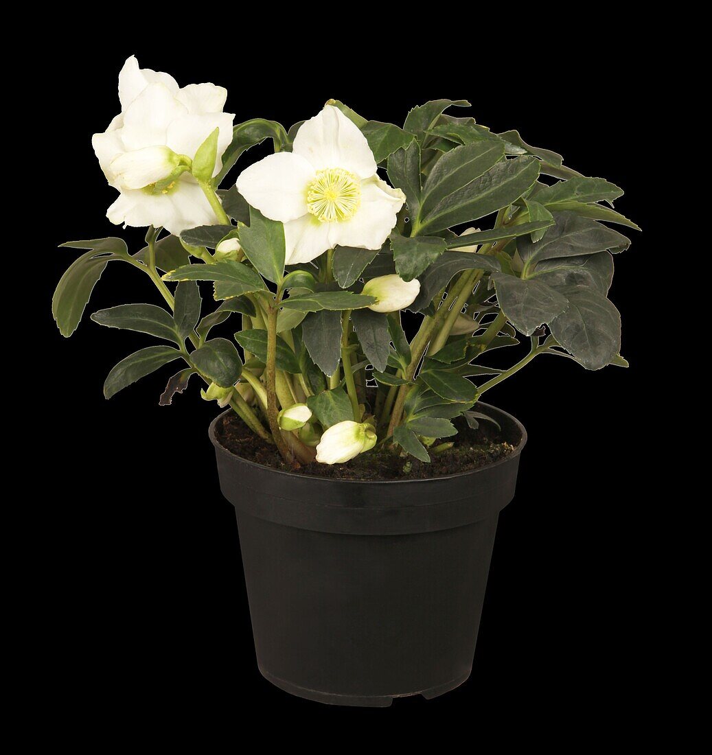 Helleborus niger Christmas Star