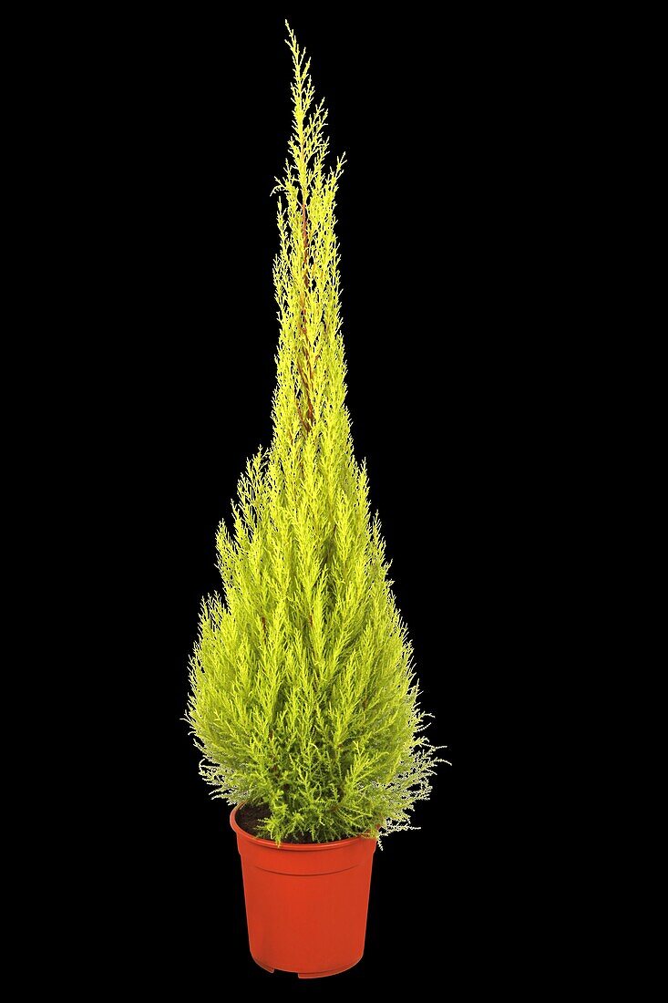 Cupressus macrocarpa 'Wilma'
