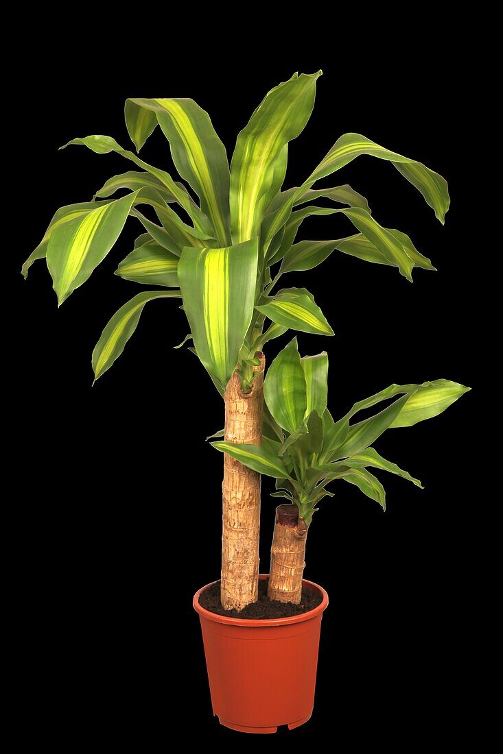 Dracaena fragrans 'Massangeana'