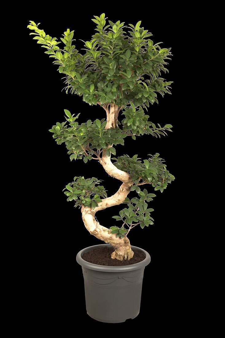 Ficus microcarpa 'Ginseng'