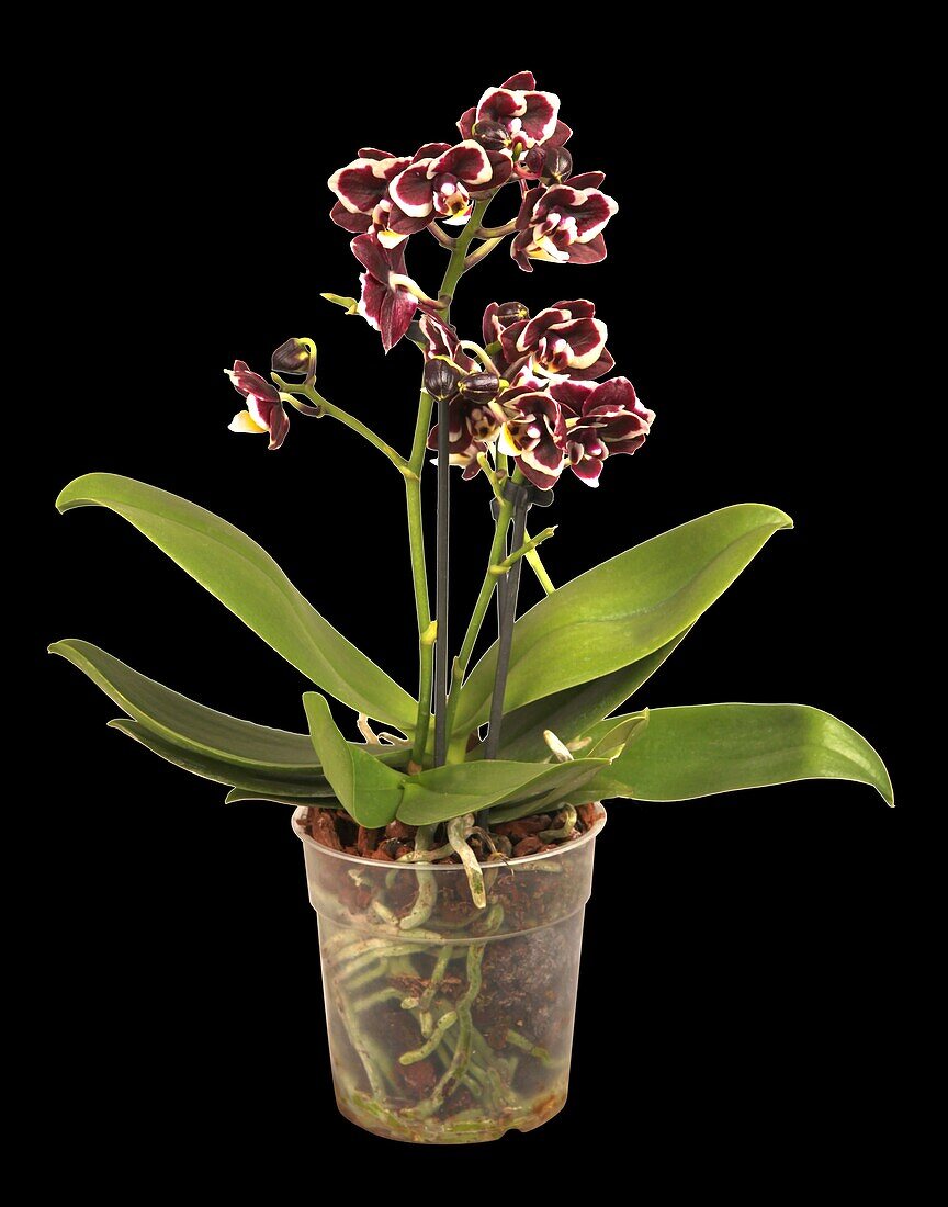 Phalaenopsis 'Brown Sugar'