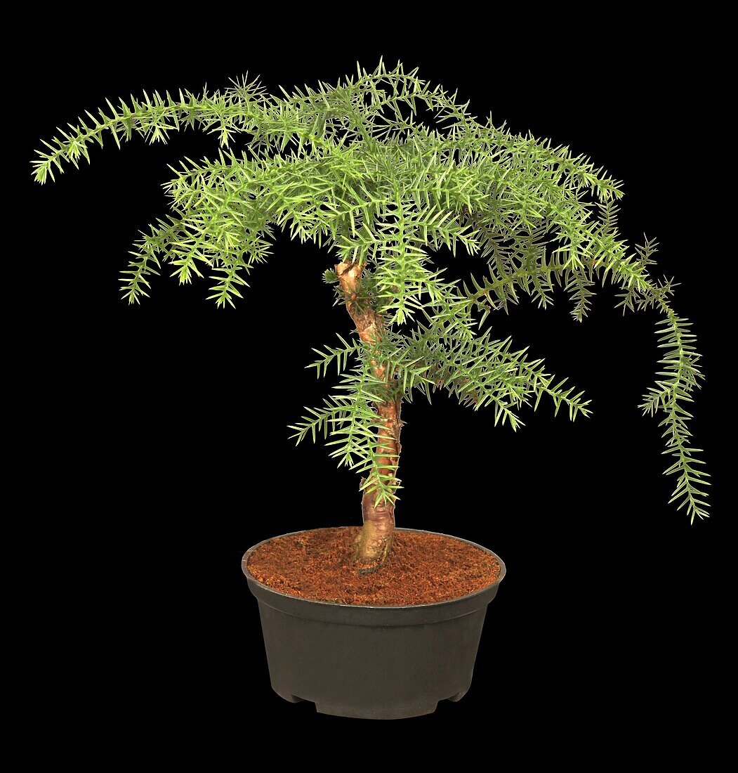 Araucaria heterophylla