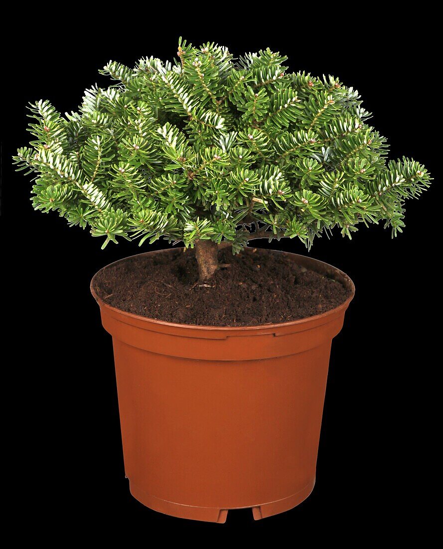 Abies koreana 'Brillant'