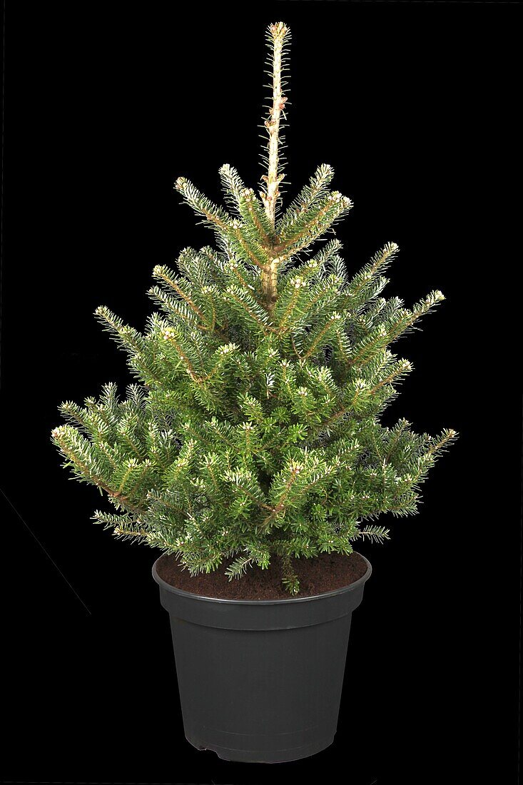 Abies koreana 'Molli