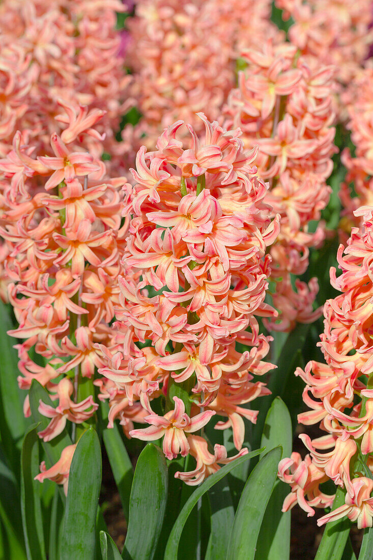 Hyacinthus orientalis 'Gipsy Queen'