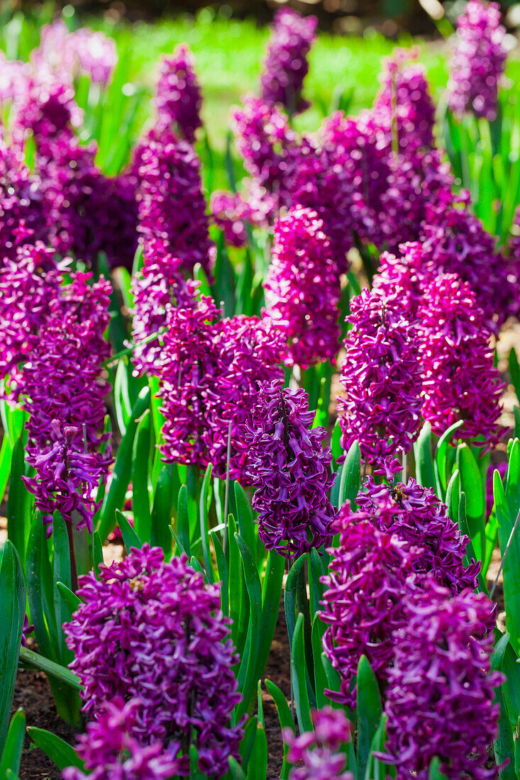 Hyacinthus 'Marconi'