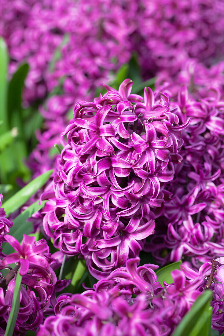 Hyacinthus orientalis 'Purple Sensation'
