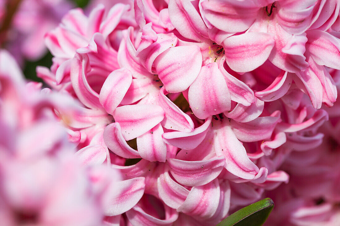 Hyacinthus orientalis 'Fondant' (Fondant)