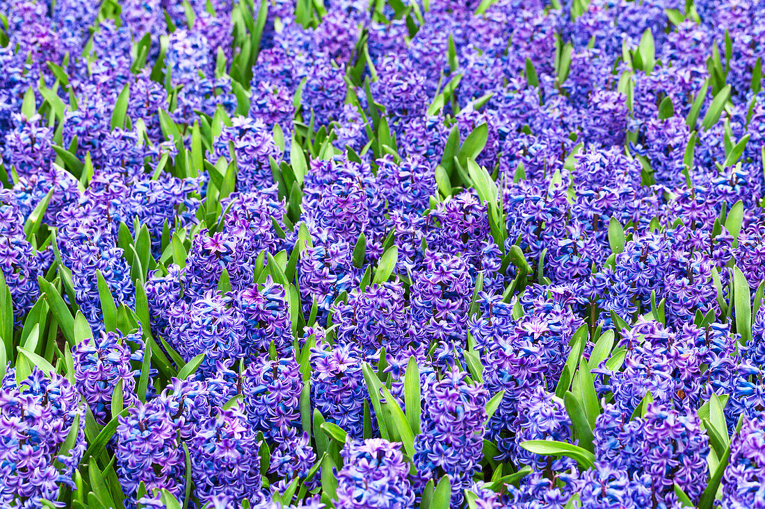 Hyacinthus orientalis 'Blue Trophy'