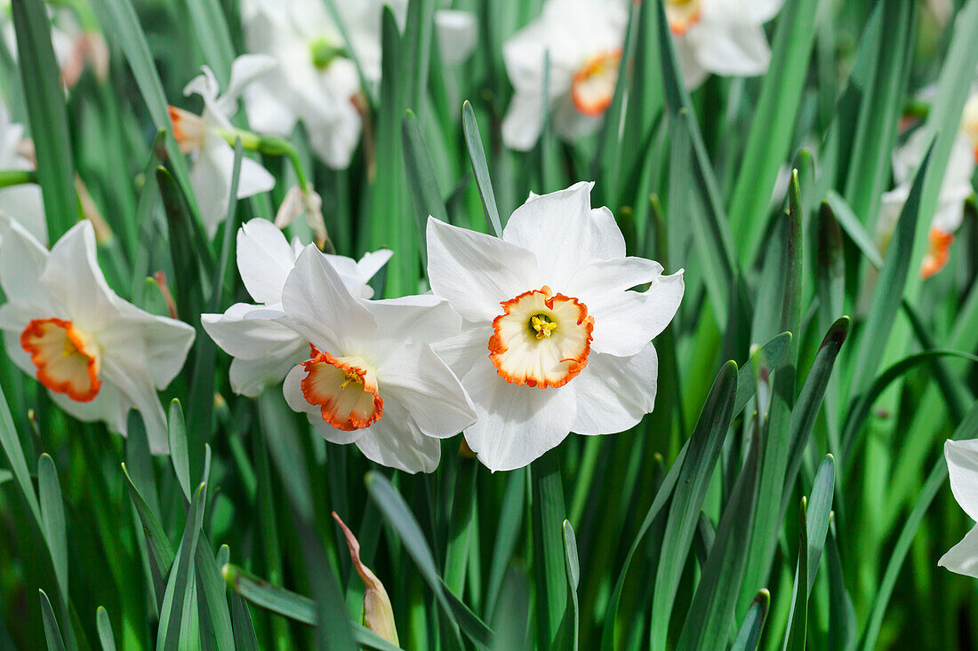 Narcissus 'Audubon'