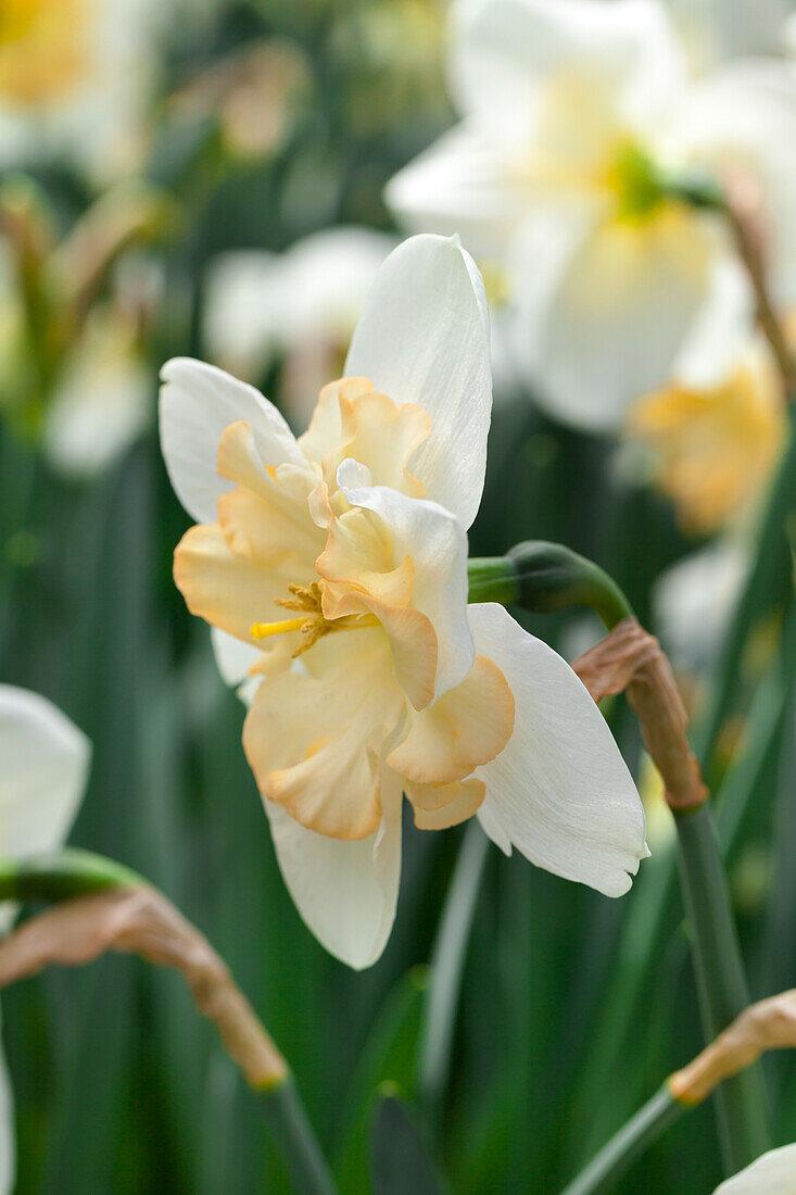 Narcissus 'Changing Colors'