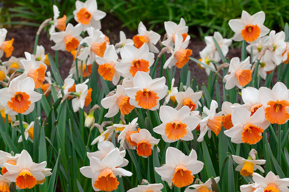 Narcissus 'Chromacolor'