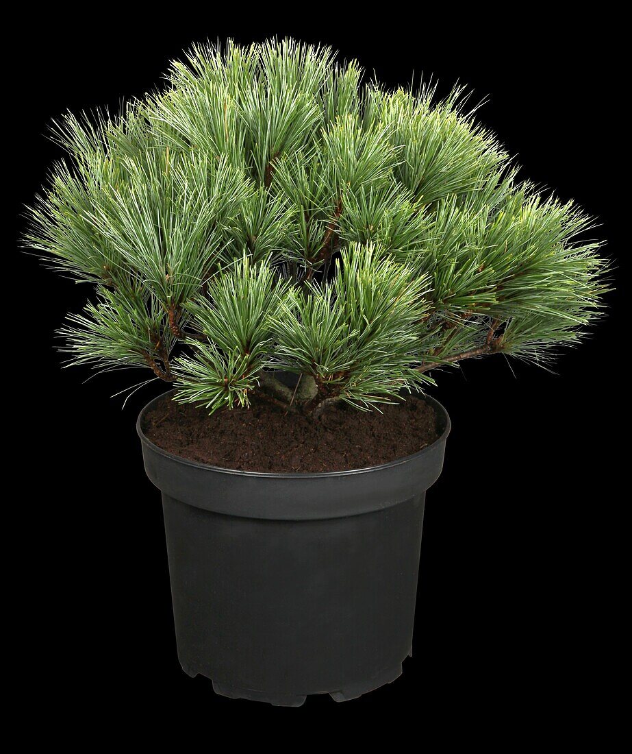 Pinus strobus 'Radiata'