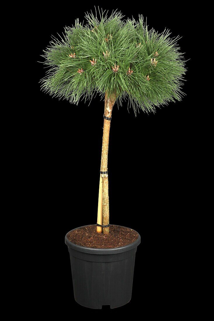 Pinus nigra 'Pierrick Brégeon'