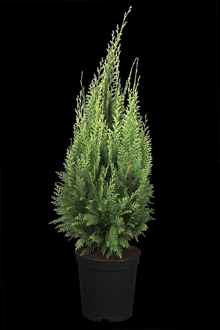 Chamaecyparis lawsoniana 'White Spot'