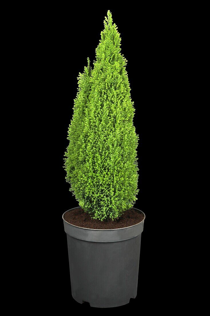 Chamaecyparis lawsoniana 'Ellwood's Gold Pillar'