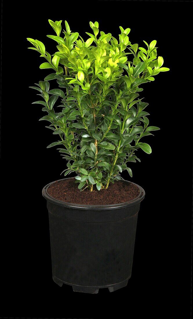 Buxus sempervirens