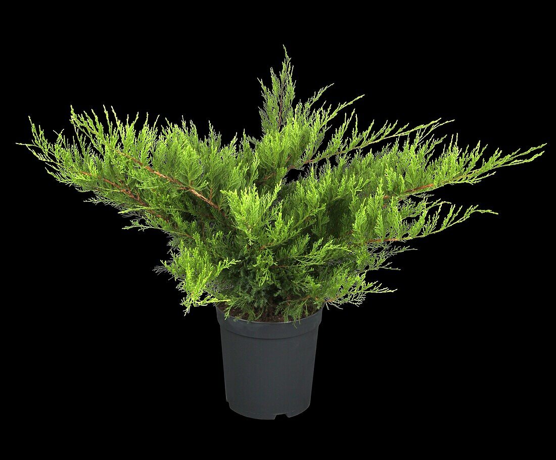 Juniperus x pfitzeriana 'Mint Julep'