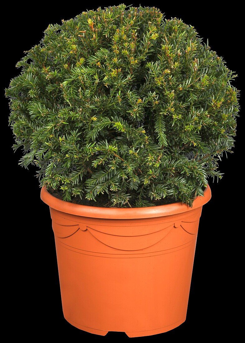 Taxus baccata, globe