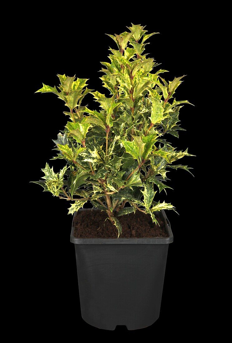 Osmanthus heterophyllus 'Tricolor'