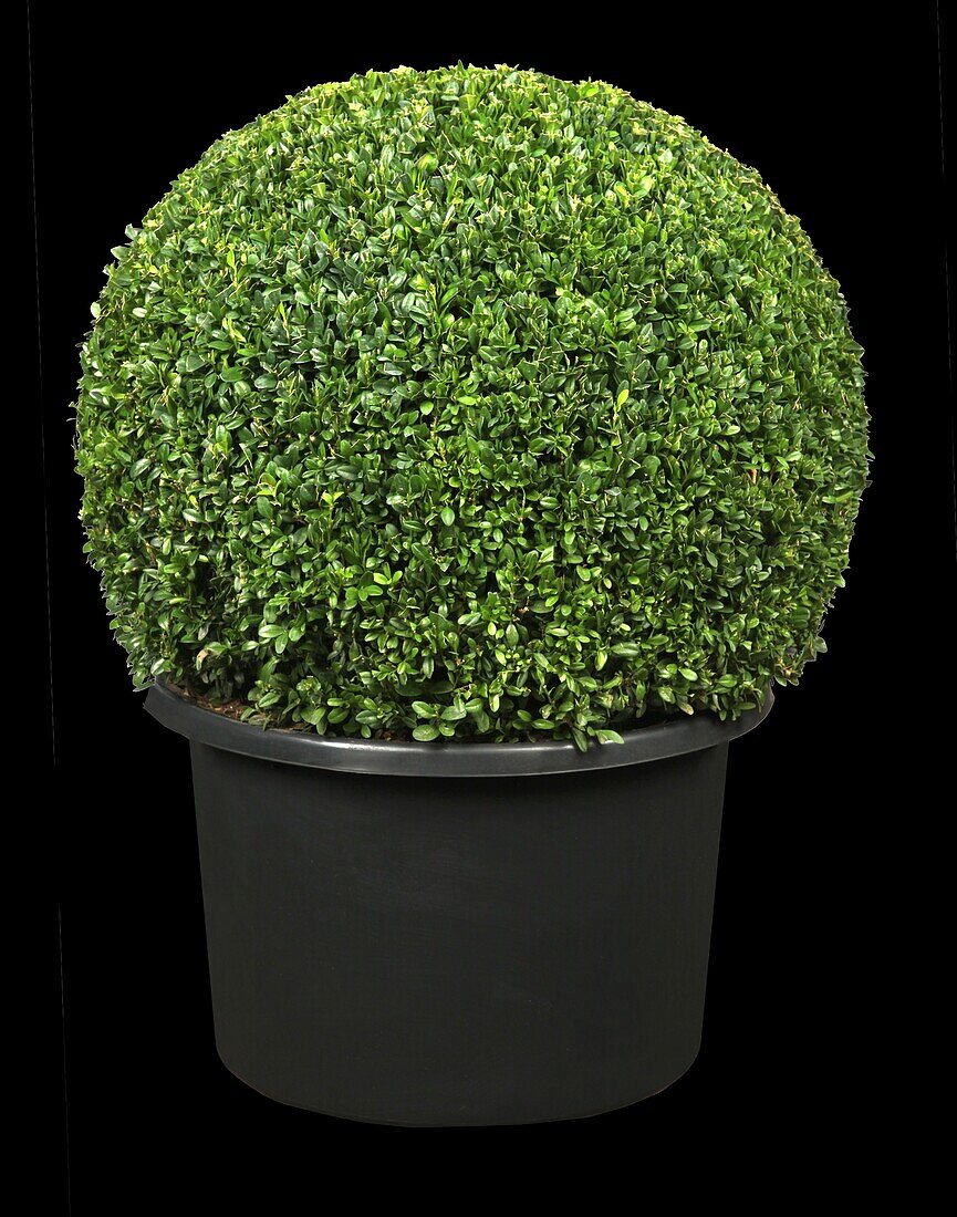 Buxus sempervirens, Kugel