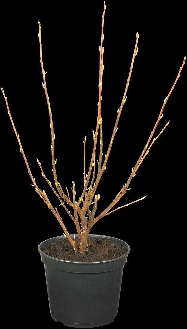Ribes sanguineum 'King Edward VII'