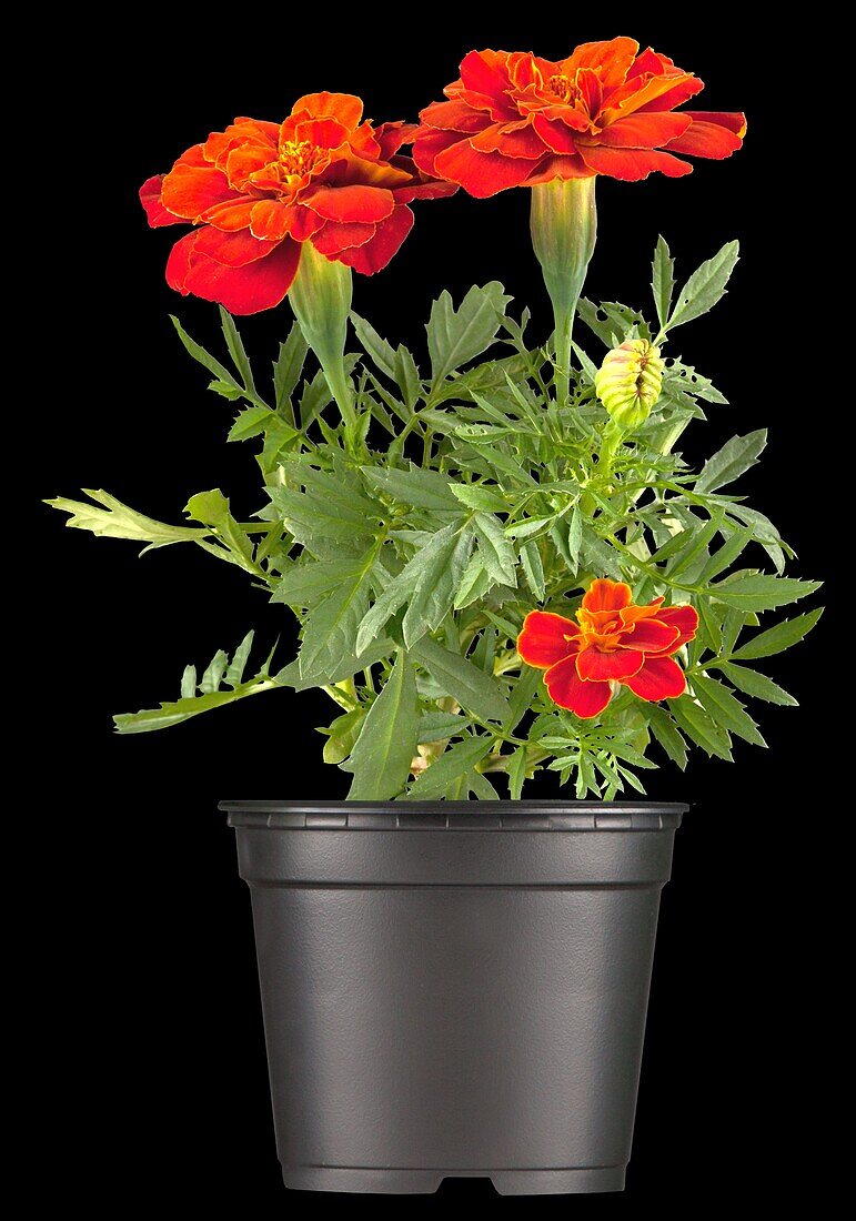 Tagetes patula