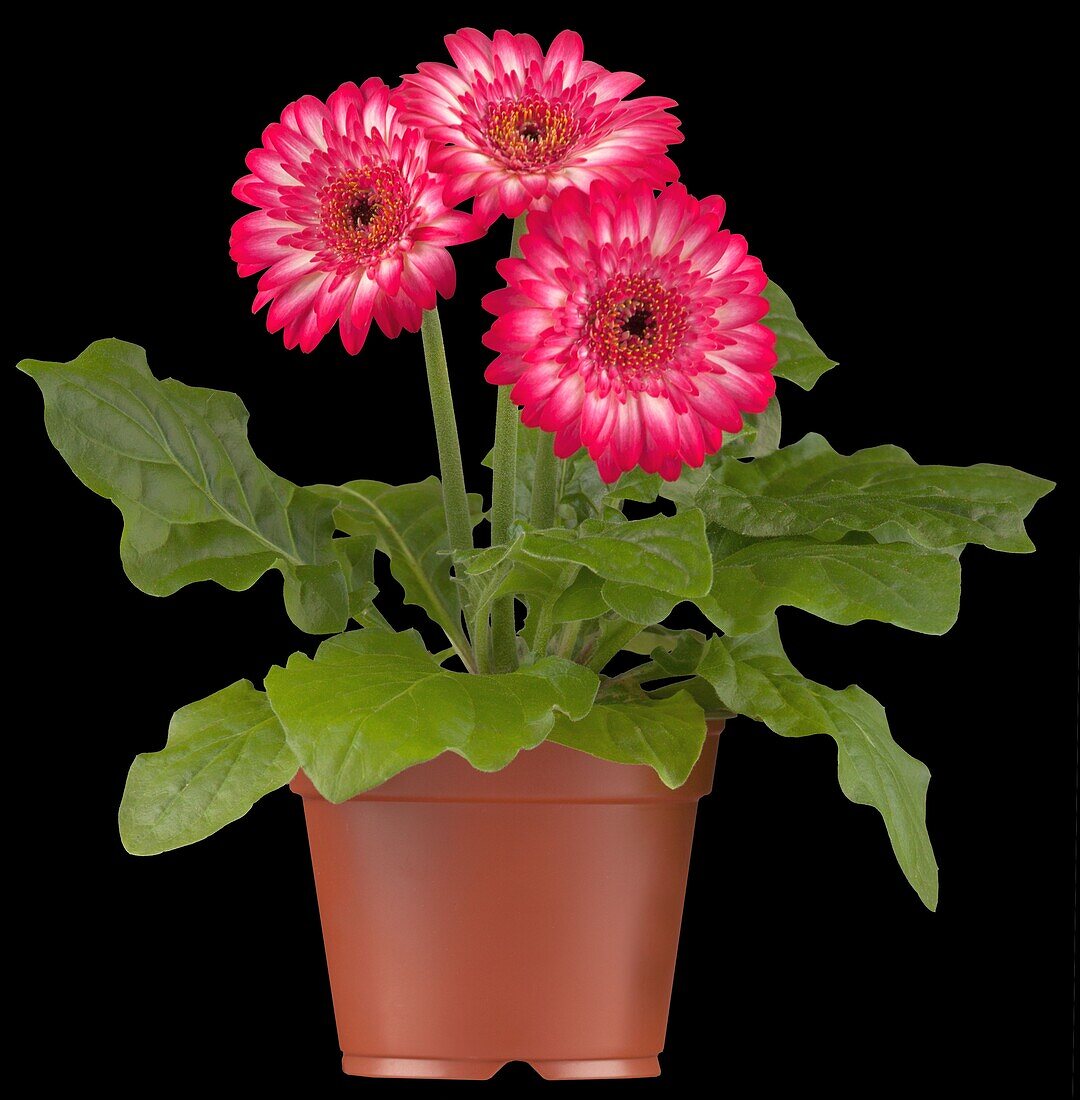 Gerbera