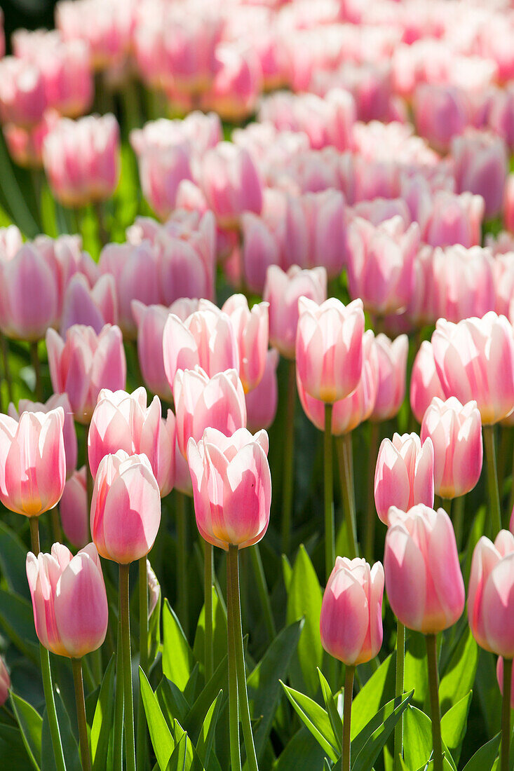 Tulipa 'Apricot Delight'