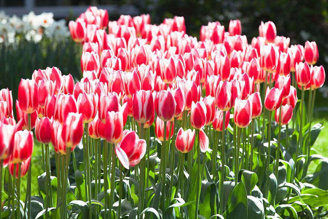 Tulipa Candy Apple Delight