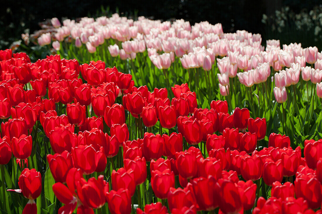 Tulipa 'Cherry Delight'