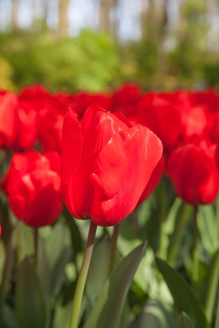 Tulipa 'Lalibela'