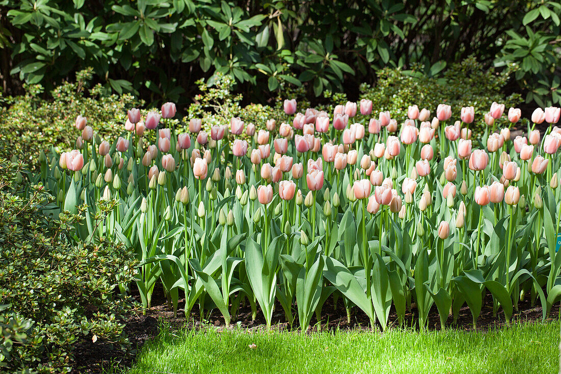 Tulipa Ollioules