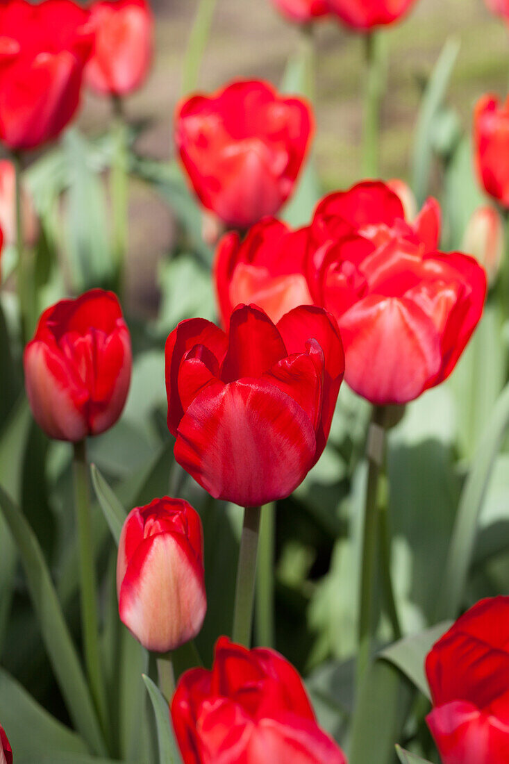 Tulipa 'Red Impression'