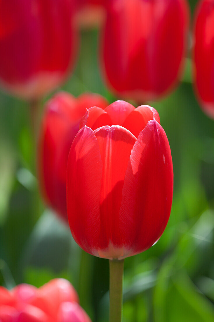 Tulipa 'Rosy Delight'