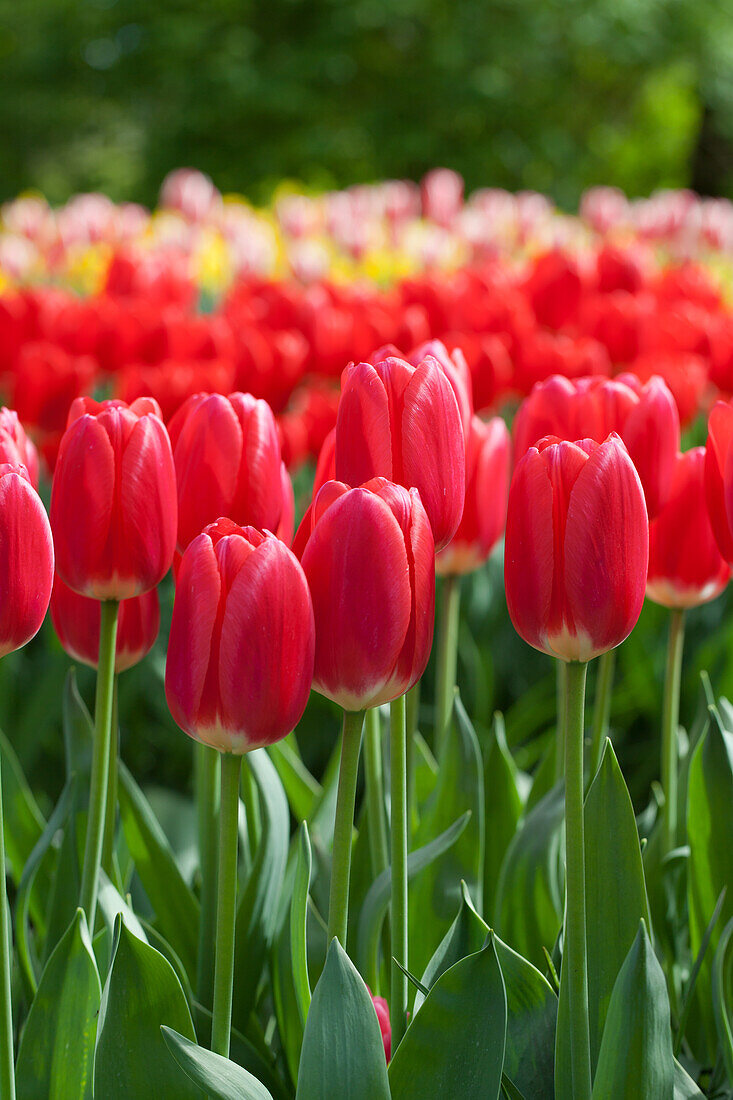 Tulipa 'Rosy Delight'