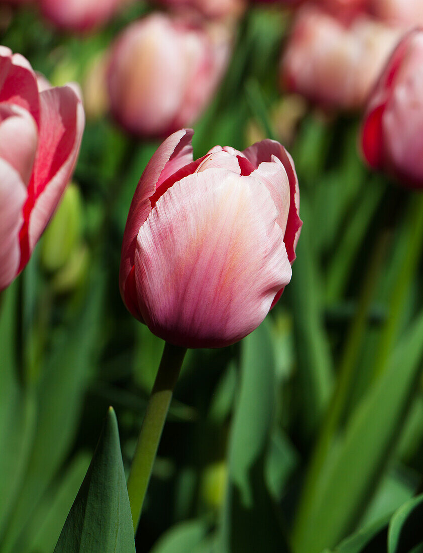 Tulipa Salmon Impression