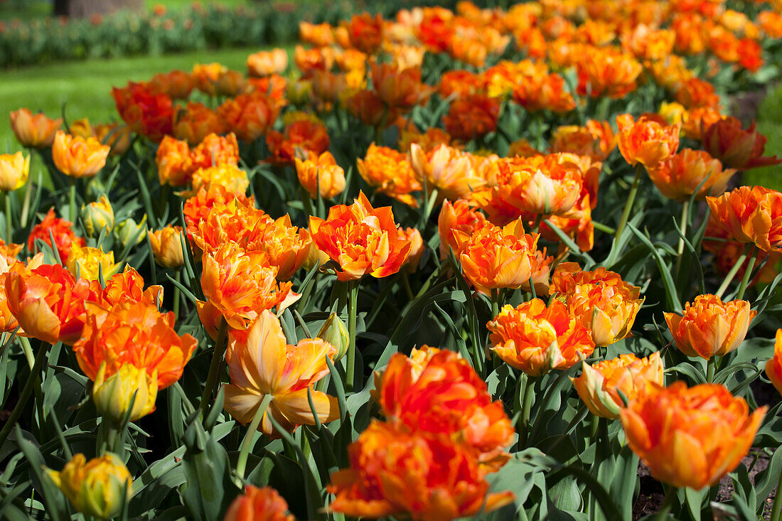 Tulipa 'Aga Khan'