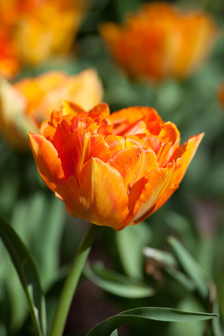 Tulipa 'Aga Khan'